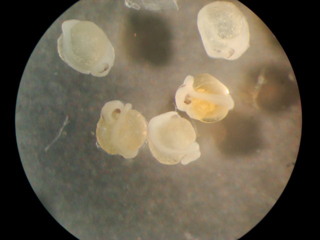 Syngnathus folletti Herald, 1942